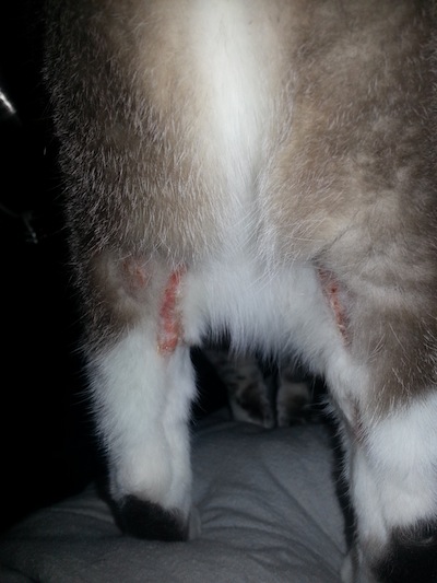cat bald patch on leg