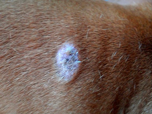 Lump On Dog s Side That Is Not Itchy Ask A Vet