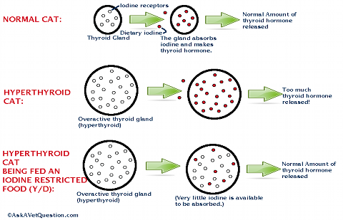 how does yd work in treating hyperthyroidism?